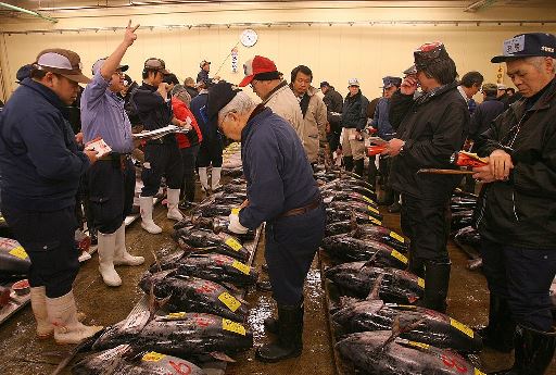 Tsukiji's opening auction of bluefin tuna on January 5, 2007. ©Koichi Kamoshida/Getty Images
